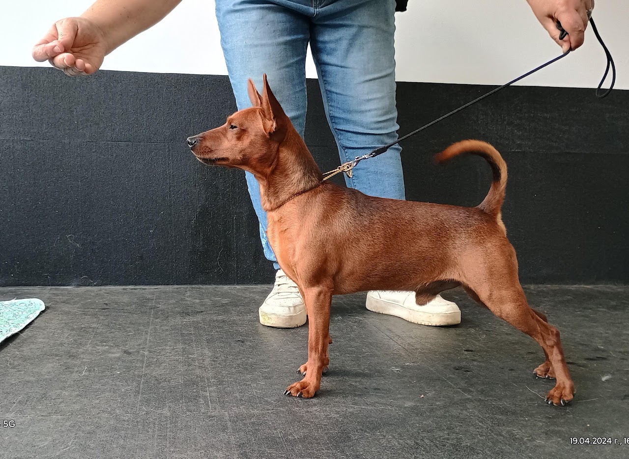 JCH,CH SAMSON VON MASTERHOF