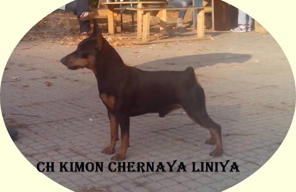 First Dog 5