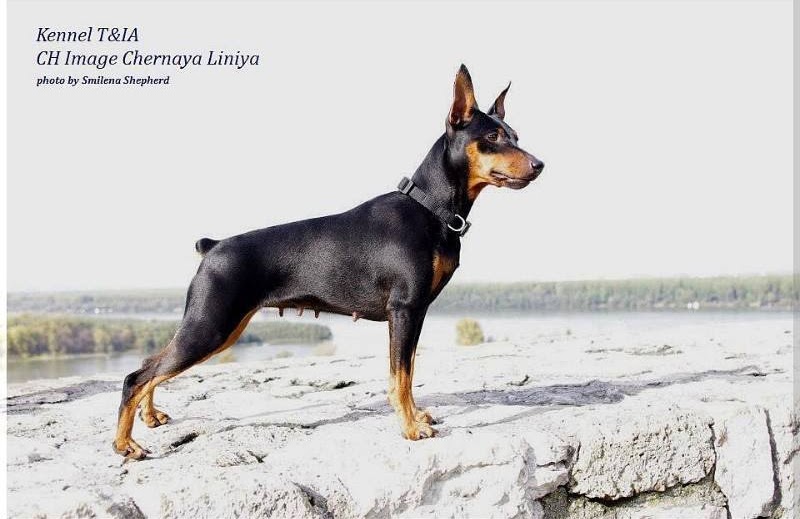 CH JCH IMAGE CHERNAYA LINIYA 2010
